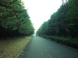 森の中の広々とした道