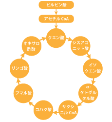 クエン酸サイクル