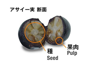 アサイーの実の断面