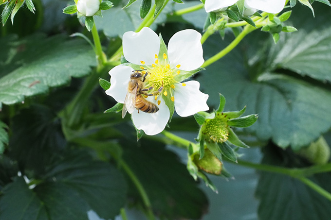 受粉中のミツバチ