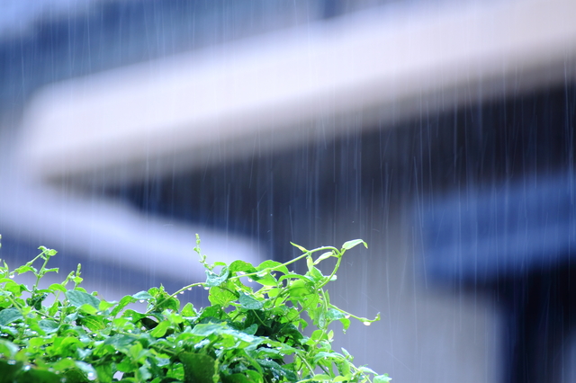 梅雨の時期