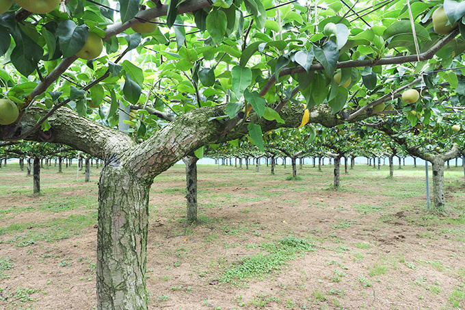 「城山みのり園」の梨の木