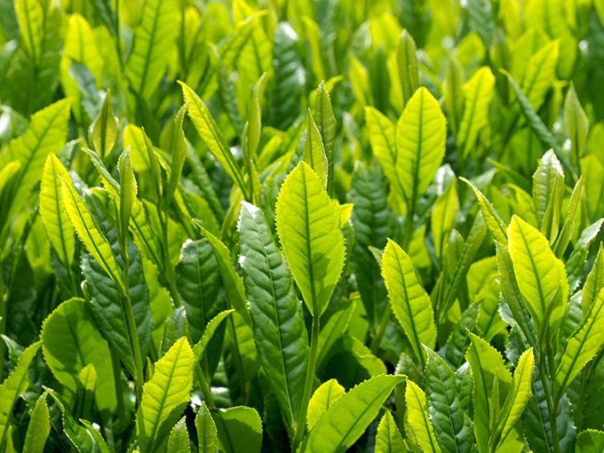 紅茶と緑茶は同じ樹