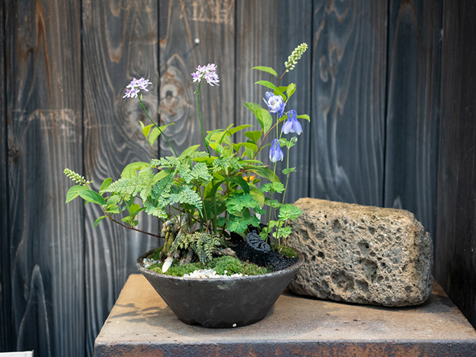 野の花に親しんできたら寄せ植えで 四季の移り変わりを長く楽しめる 初夏の緑を室内に取り入れて 涼を味わう 野の花 入門 ココジカ