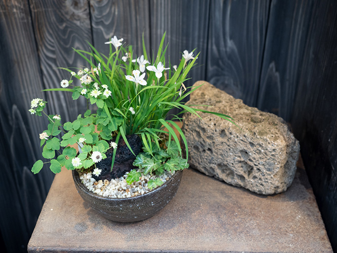 ヒメシャガや八重梅花唐松草の鉢は、ミニチュアの日本庭園のよう。黒い墨や石と合わせることで、より涼しげな印象が増しています。