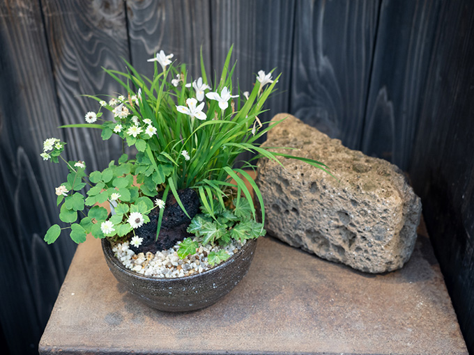 野の花に親しんできたら寄せ植えで 四季の移り変わりを長く楽しめる 初夏の緑を室内に取り入れて 涼を味わう 野の花 入門 ココジカ