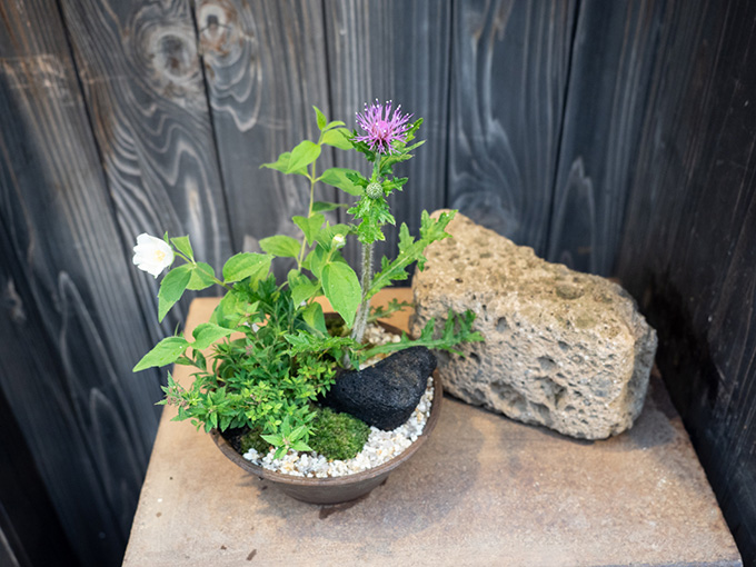 野の花に親しんできたら寄せ植えで 四季の移り変わりを長く楽しめる 初夏の緑を室内に取り入れて 涼を味わう 野の花 入門 ココジカ