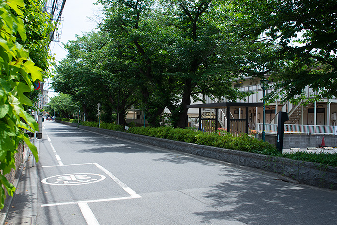 馬込桜並木通り