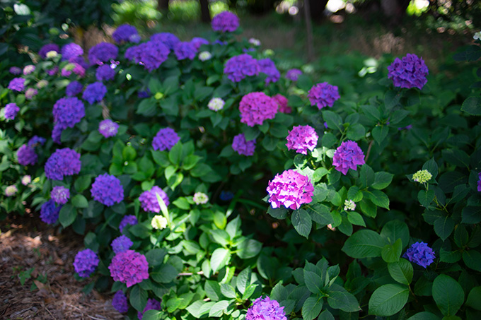 紫陽花