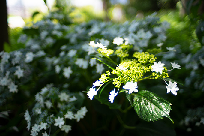 紫陽花