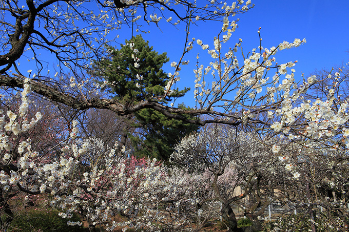 大倉山公園