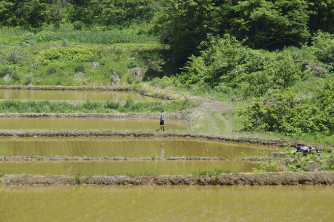 にいがた農園倶楽部の棚田