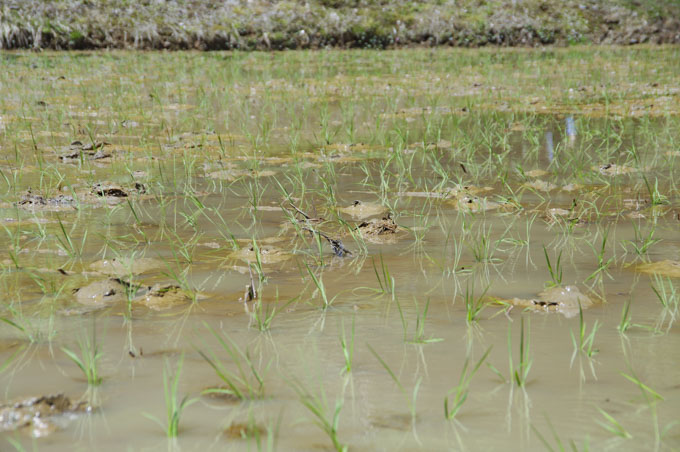 （BEFORE）5月　田植えした直後の田んぼ