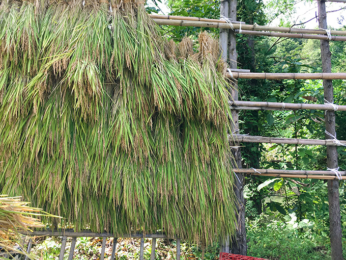 ハサと呼ばれる竹で作った棚にハサ掛けして、天日干し