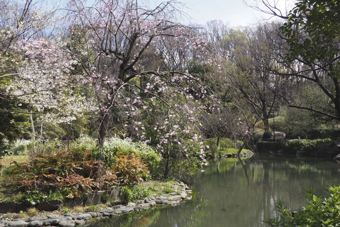 よく手入れされた庭木が美しい有栖川宮記念公園