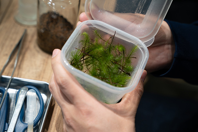 コケのかたちを整え、植えていく